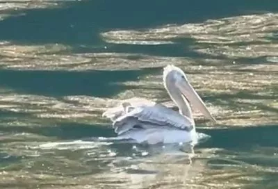 В горах Сочи заметили редчайшего кудрявого пеликана