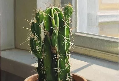 Годами поливала кактус, а он никак не цвел, пока я не узнала главные секреты, как заставить его радовать меня