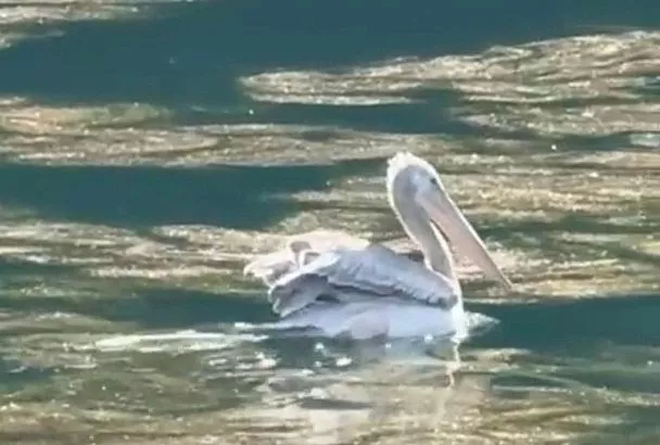 В горах Сочи заметили редчайшего кудрявого пеликана