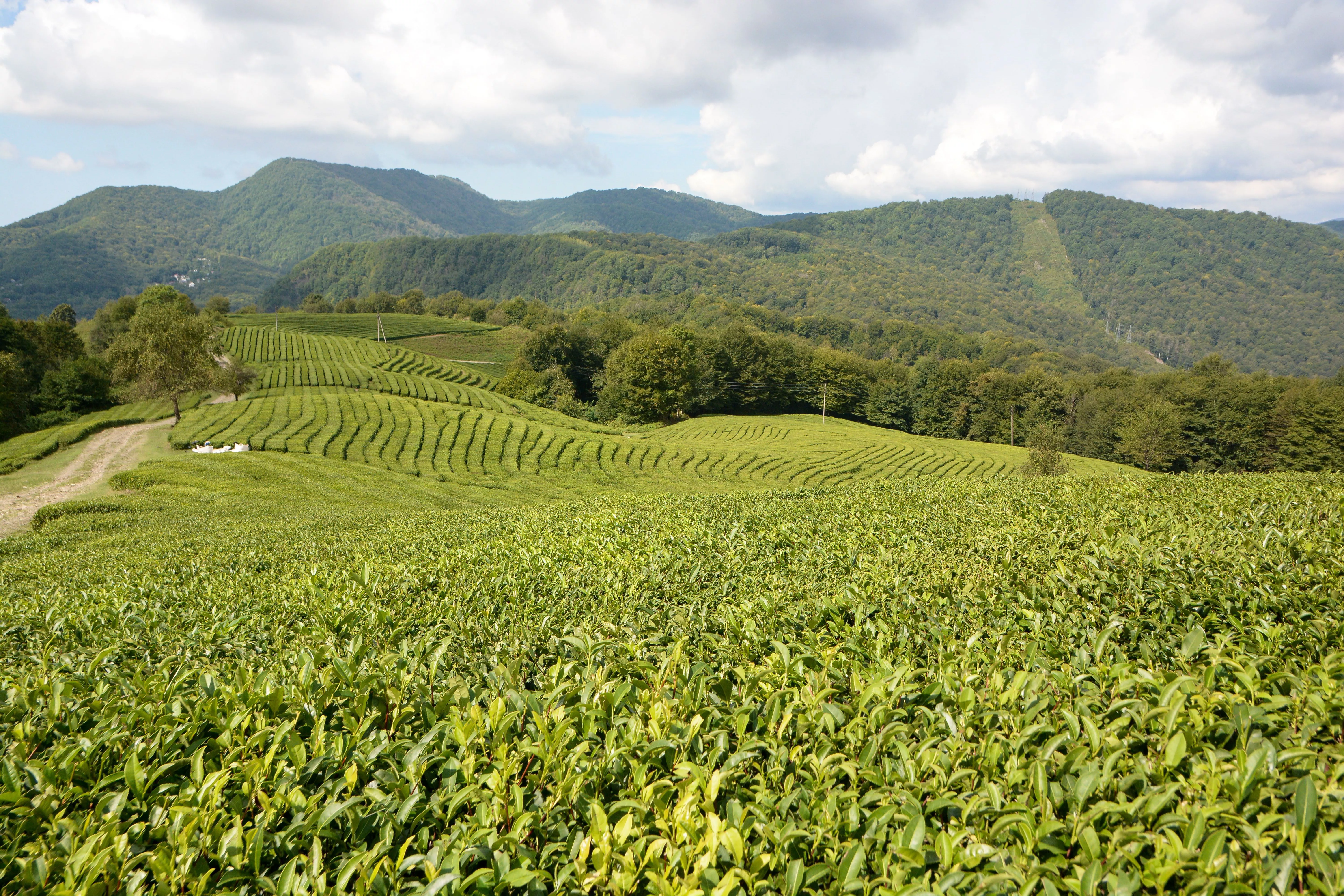 Качество и вкус в одной чашке: как собирают самый северный чай в мире