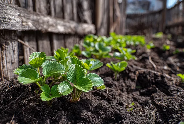 Как бороться с хрущом на клубнике: личинки майского жука и способы защиты