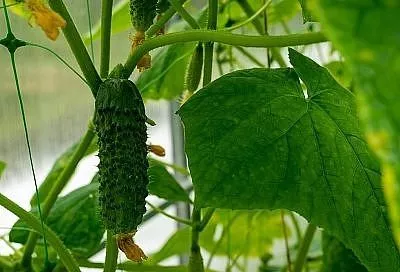 Плодоносит, как по щучьему велению, – найден убойный сорт огурцов с хорошей лежкостью: семена уже нарасхват