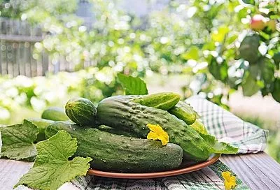 Подкормил огурцы золой так — и урожай ведрами даже в жару на Кубани