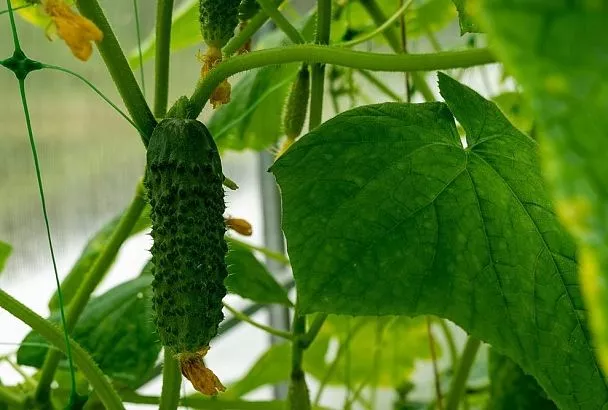 Плодоносит, как по щучьему велению, – найден убойный сорт огурцов с хорошей лежкостью: семена уже нарасхват