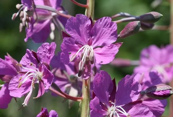 Остановить кровотечение: травы, которые помогут в опасных ситуациях