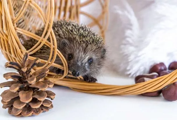 Не хороните "мёртвого" ежа: что делать, если нашли его зимой на улице 