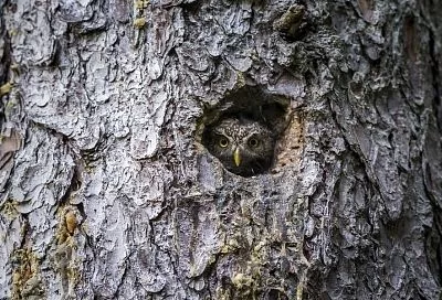 Закрой дупло: о каких проблемах свидетельствует появление этой патологии и как с ней справиться