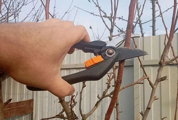 И на «волчках» растут груши: простой метод превращения водяных побегов в плодоносящие ветви