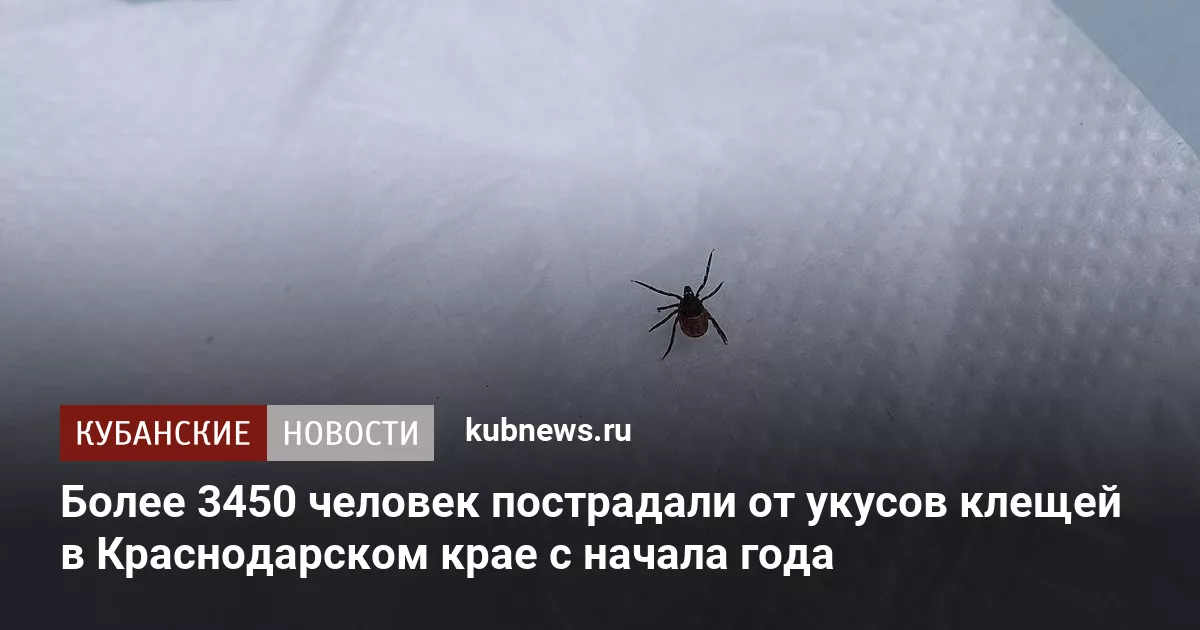 Более 3450 человек пострадали от укусов клещей в Краснодарском крае с начала года