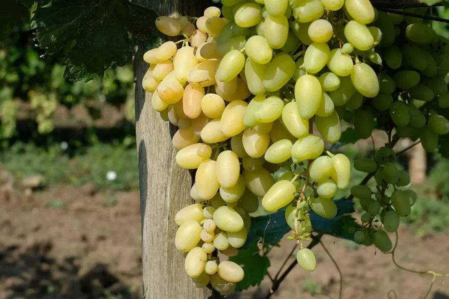 На поверхности ни почки: когда и почему чубуки винограда рекомендуют закапывать полностью