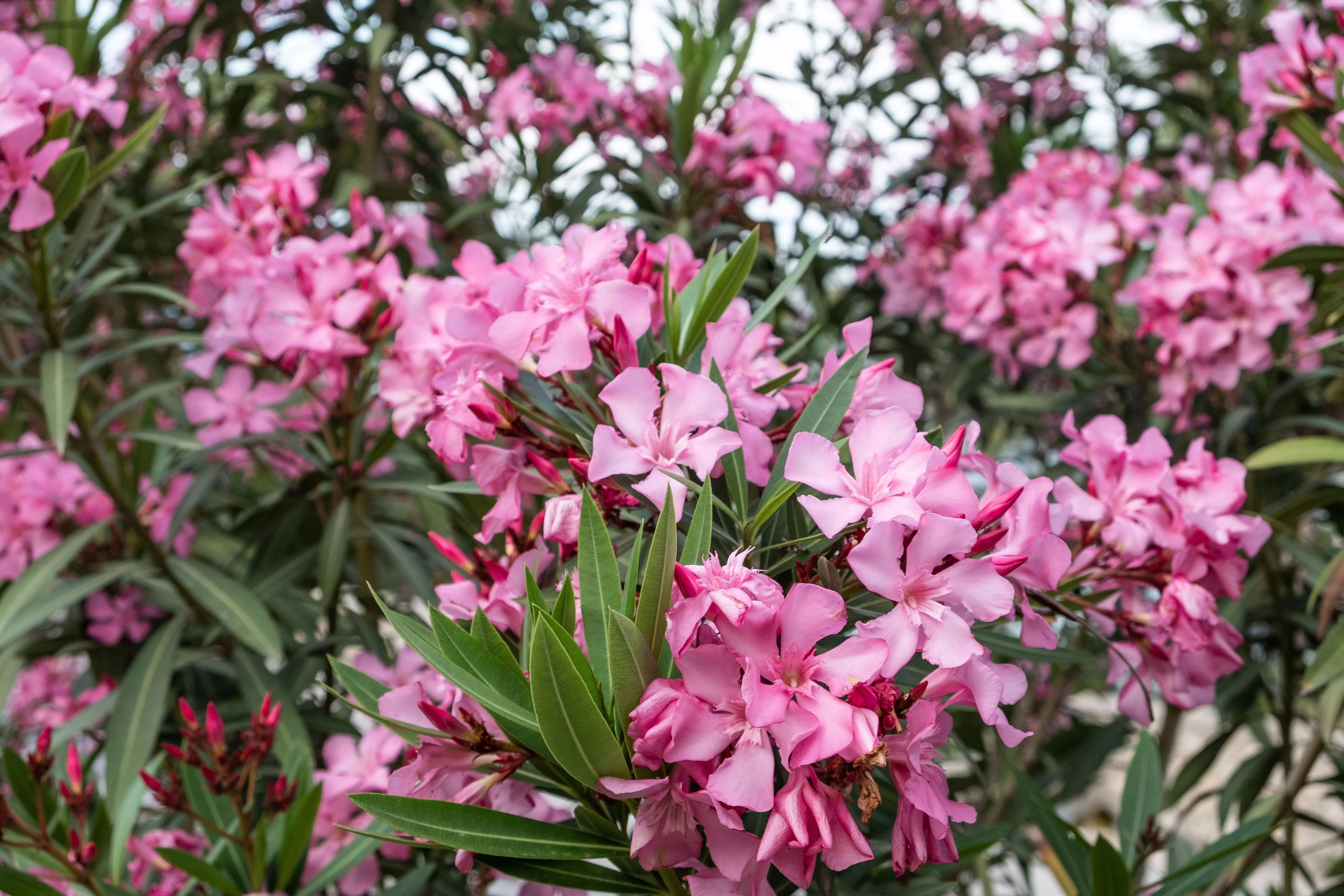 На въезде в Геленджик появится зеленая изгородь из лавровишни и олеандра