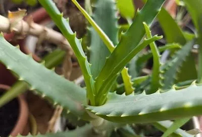 Эликсир молодости и здоровья: как всего 1 столовая ложка сока этого растения изменит вашу жизнь