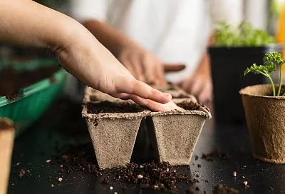 Хотел прорастить семена перца на рассаду, но эксперт Кизима дала по рукам: вот как избежать повреждения корешков