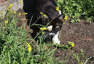 Красивая и опасная: как прогнать капустницу с огорода, пока она не извела весь урожай