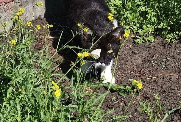 Красивая и опасная: как прогнать капустницу с огорода, пока она не извела весь урожай