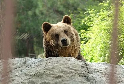 Эксперты назвали причины нашествия медведей в Сочи