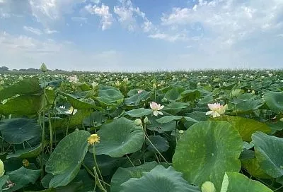 Озеро лотосов под Краснодаром наполнили водой