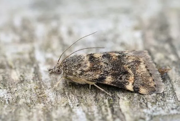 Ночной вредитель: как защитить растения от совки без химикатов