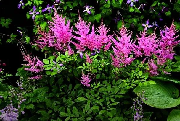 Красиво цветущие многолетники для дачи: Астильба, Волжанка, Аквилегия — секреты весенней посадки