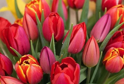 Мои тюльпаны цветут, как в Голландии: простые правила ухода от А до Я