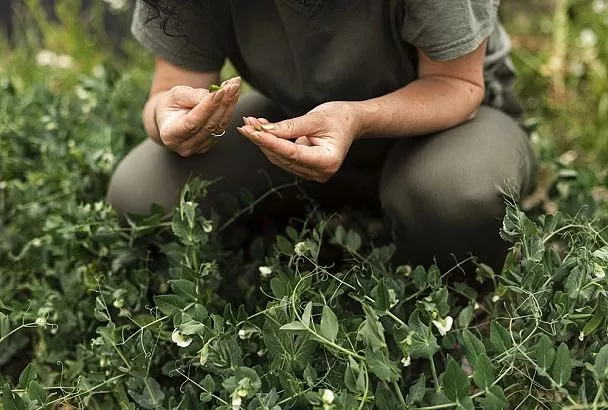 Пастила из медуницы и манты с одуванчиком: как алтайская травница 17 лет живет на дикоросах