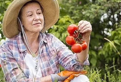 Не томат, а кормилец: хитрые дачники скупают семена этого сорта заранее, ведь он заваливает весь участок вкусными плодами