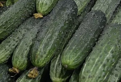 Около 22 тонн огурцов из Турции забраковали в порту Туапсе