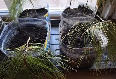 Из маленькой веточки: как получить пышную тую из черенка