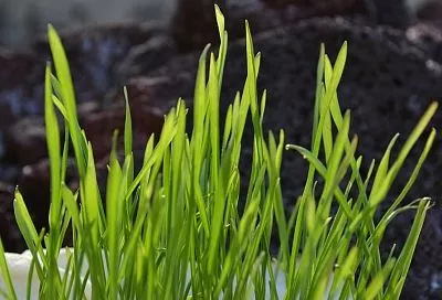 Тыква и уксус против пырея - секрет избавления огорода от сорняка