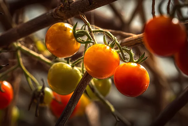 Как сделать помидоры слаще, а огурцы — хрустящими: 4 подкормки, которые работают в августе