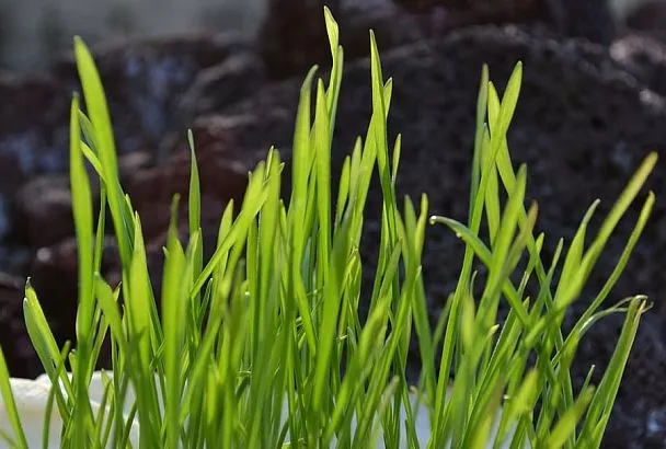 Тыква и уксус против пырея - секрет избавления огорода от сорняка