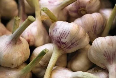 Сажаем озимый чеснок в такие грядки — и летом урожай крупных, сочных головок