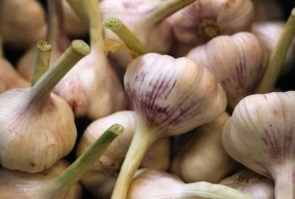 Сажаем озимый чеснок в такие грядки — и летом урожай крупных, сочных головок