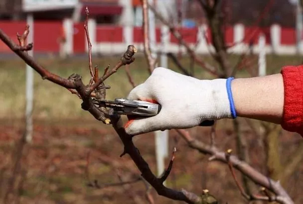 Нарезаем черенки яблони на зиму сами - и размножаем любимый сорт легко