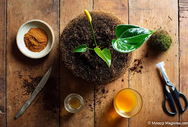 Одна ложка корицы, полчашки надежды: как вернуть к жизни почти мёртвый антуриум