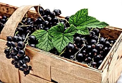 Собираем смородину ведрами: правила, которые обеспечат невероятный урожай