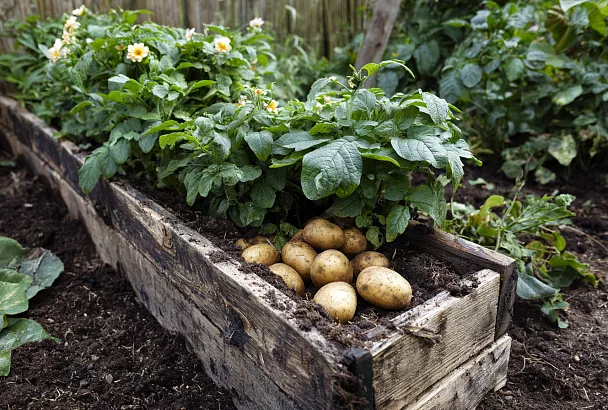 Ленивый картофель: урожай в на одном квадратном метре без копки
