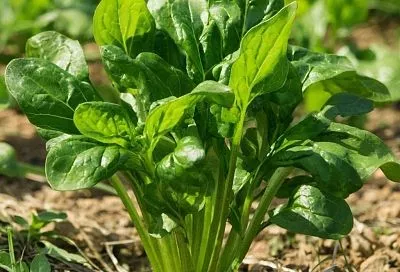 Весенний суперфуд: почему щавель стоит есть 2–3 раза в неделю