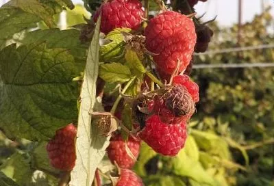 Осенняя обработка малины «гремучей смесью» от всех вредителей сразу: убойный состав для щедрого урожая будущим летом