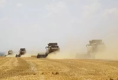 В ритме жатвы: как кубанские хлеборобы наращивают темпы уборочной