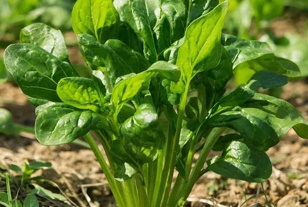 Весенний суперфуд: почему щавель стоит есть 2–3 раза в неделю