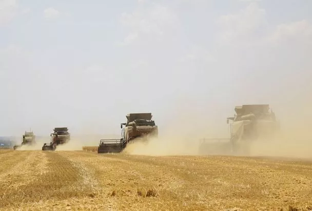 В ритме жатвы: как кубанские хлеборобы наращивают темпы уборочной