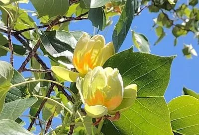 Тюльпановое дерево: экзотика, которую можно вырастить в своем дворе, но есть одно но