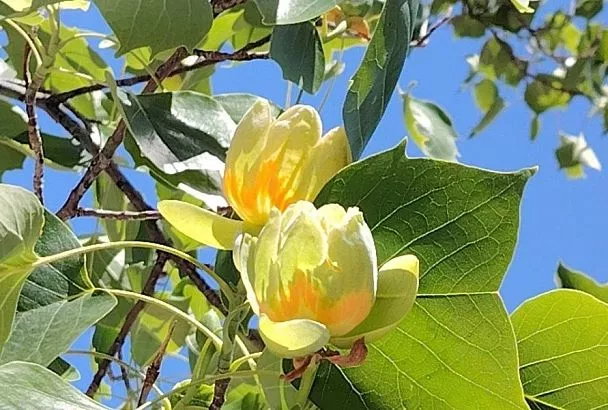 Тюльпановое дерево: экзотика, которую можно вырастить в своем дворе, но есть одно но