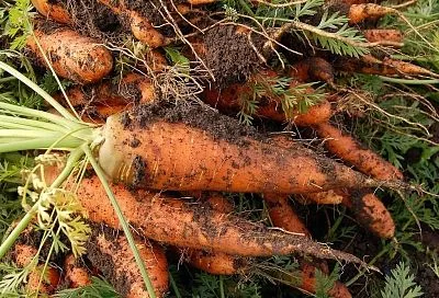 Убираем морковь на долгое хранение так - и сочные корнеплоды лежат до весны без гнили