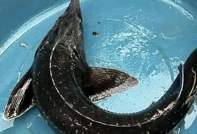 Осетровые под присмотром: весенний учет завершается на рыбоводных заводах Краснодарского края