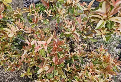 Редкое, медленное, красивое: кубанский садовод рассказала о растении, за которым гоняются коллекционеры