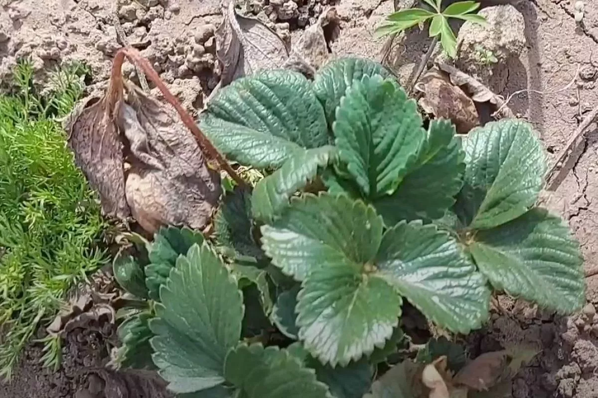 Полил 1 раз — и клубника 3 месяца без сорняков: 2 гербицида, которые избавят от прополки за 2 шага (совет ученых)