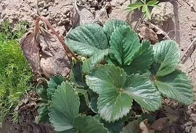 Полил 1 раз — и клубника 3 месяца без сорняков: 2 гербицида, которые избавят от прополки за 2 шага (совет ученых)