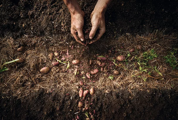 Как из картофельной кожуры вырастить картошку